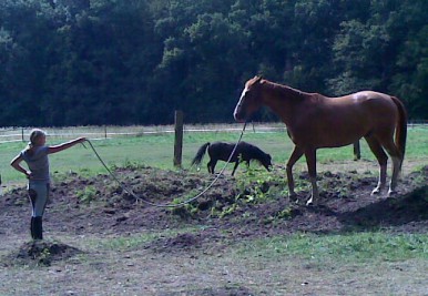 Desty soll rückwärts über den Hügel gehen