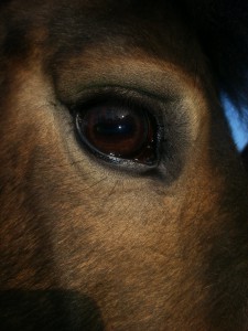 Pferdeauge von Dakota